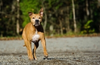 Picture of American Pit Bull Terrier running, Inter River Park