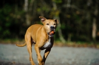 Picture of American Pit Bull Terrier running
