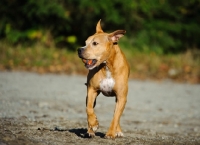 Picture of American Pit Bull Terrier running