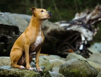 Picture of American Pit Bull Terrier sitting on rock