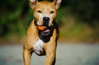 Picture of American Pit Bull Terrier with ball