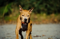 Picture of American Pit Bull Terrier