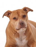 Picture of American Pit Bull Terrier
