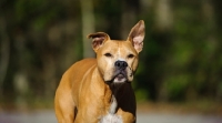 Picture of American Pit Bull Terrier