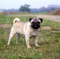 Picture of american pug looking at camera in field