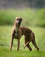 Picture of American race bred whippet