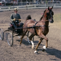 Picture of american saddlebred, driven to a four wheeled lightweight bike in a roadster class, usa