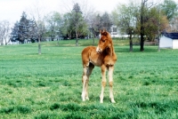 Picture of american saddlebred foal in usa