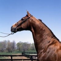 Picture of American Saddlebred head and shoulders 