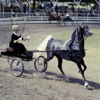 Picture of american saddlebred in action at show in usa
