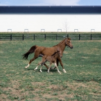 Picture of American Saddlebred mare, trotting with her foal cantering,  in kentucky, USA