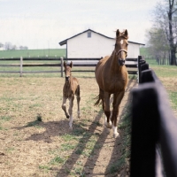 Picture of American Saddlebred mare trotting with foal