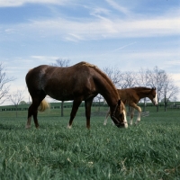 Picture of American Saddlebred mare with foal grazing in kentucky usa 