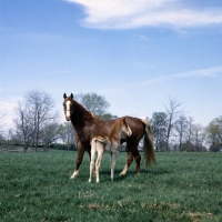 Picture of American Saddlebred mare with foal in kentucky, usa