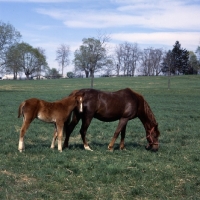 Picture of American Saddlebred mare with foal in kentucky