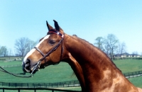 Picture of American Saddlebred portrait, posed in kentucky usa