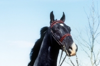 Picture of American Saddlebred, portrait