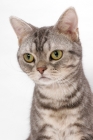 Picture of American Shorthair, Blue Silver Classic Tabby, portrait