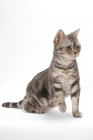 Picture of American Shorthair, Blue Silver Classic Tabby, sitting