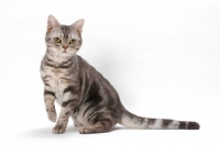 Picture of American Shorthair, Blue Silver Classic Tabby