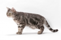 Picture of American Shorthair, Blue Silver Classic Tabby, standing