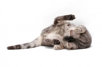 Picture of American Shorthair, Blue Silver Classic Tabby, rolling around