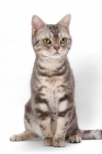 Picture of American Shorthair, Blue Silver Classic Tabby, sitting down