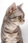 Picture of American Shorthair, Blue Silver Classic Tabby, looking away