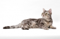 Picture of American Shorthair, Blue Silver Classic Tabby, lying down