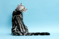 Picture of American Shorthair cat back view, silver classic tabby