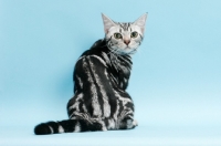 Picture of American Shorthair cat looking back, silver classic tabby