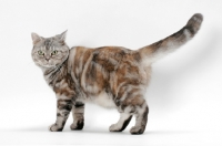 Picture of American Shorthair cat, Silver Classic Torbie colour, on white background