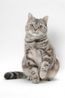 Picture of American Shorthair cat, Silver Classic Torbie colour, front view