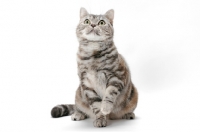 Picture of American Shorthair cat, Silver Classic Torbie colour, looking up