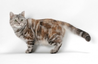 Picture of American Shorthair cat, Silver Classic Torbie colour