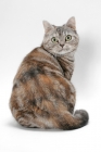 Picture of American Shorthair cat, Silver Classic Torbie colour, back view