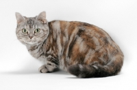 Picture of American Shorthair cat, Silver Classic Torbie colour, crouching