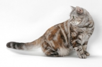 Picture of American Shorthair cat, Silver Classic Torbie colour, looking away