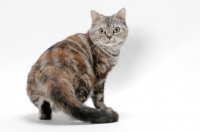 Picture of American Shorthair cat, Silver Classic Torbie colour, turning