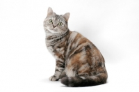 Picture of American Shorthair cat sitting on white background