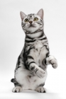 Picture of American Shorthair, front legs in the air