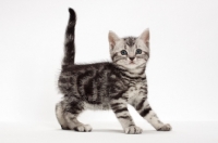 Picture of American Shorthair kitten in studio