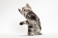 Picture of American Shorthair kitten jumping up