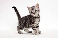 Picture of American Shorthair kitten standing on white background