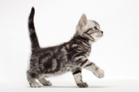 Picture of American Shorthair kitten walking in studio