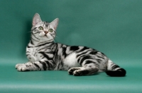 Picture of American Shorthair, looking up on green background