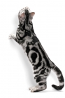 Picture of American Shorthair, looking up on white background