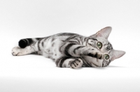 Picture of American Shorthair, lying down on white background, reaching over