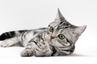 Picture of American Shorthair, lying down on white background, reaching over