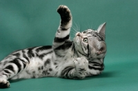 Picture of American Shorthair, one leg up, on green background
